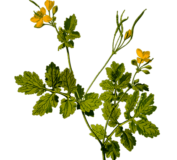 gyógynövény a herefájdalmak enyhítésére férfiaknál